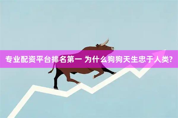 专业配资平台排名第一 为什么狗狗天生忠于人类?